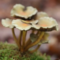 /album/macro/frida-dumont-img-4392-jpg/